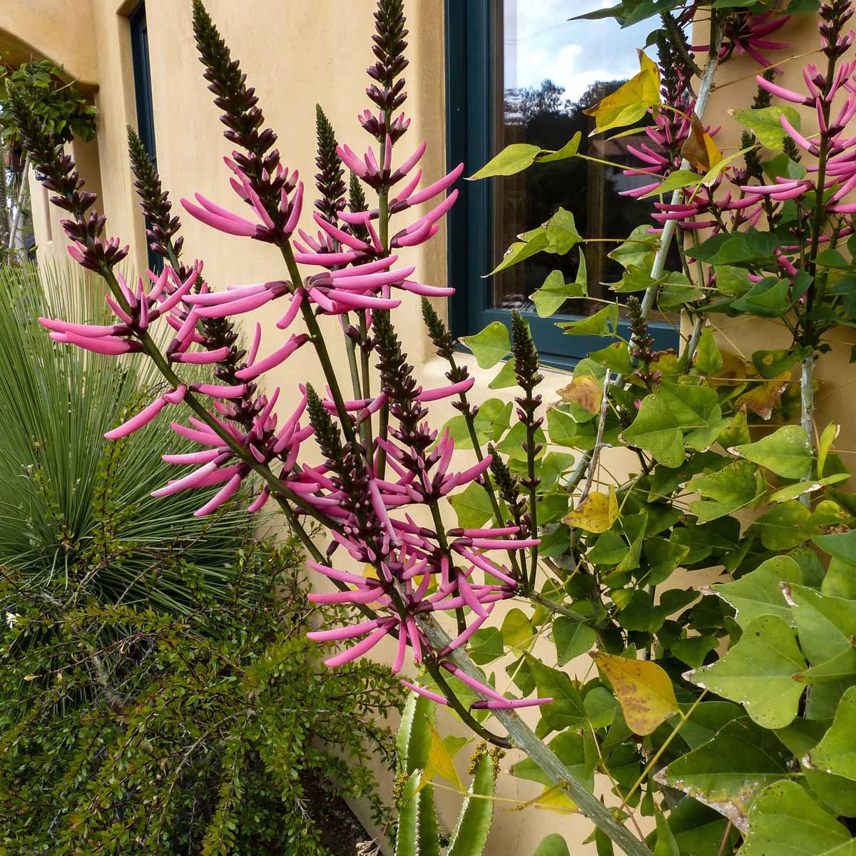 その他観葉植物 Foquieria columnnaris Fouquieria columnaris - size large — SATURDAYS Succulents